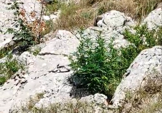 U HRVATSKOJ RAZOTKRILI LABARTORIJU: Policija osnovnoj školi donirala opremu za uzgoj marihuane