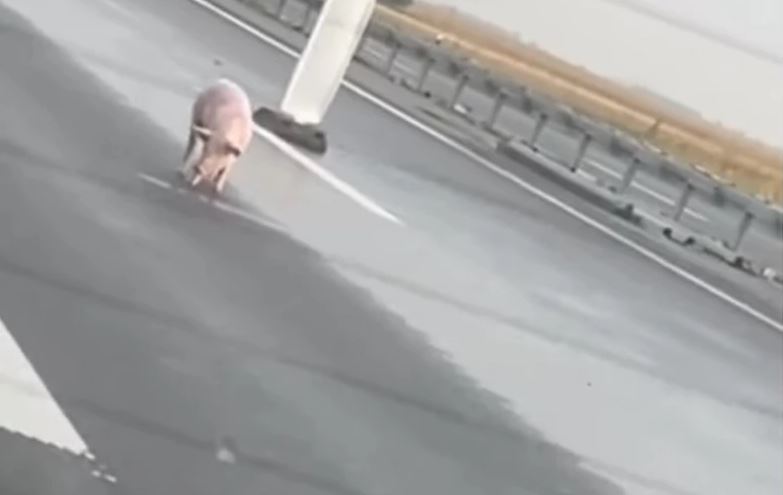 UHVAĆENA SVINJA KOJA JE LUTALA PO AUTOPUTU: Pukom srećom preživela, skoro dva dana ugrožavala druge životinje