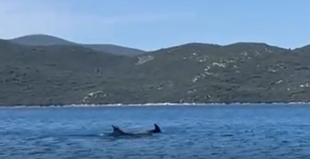 ДИВАН ПРИЗОР У НЕУМУ: Јато делфина одушевило посматраче (ВИДЕО)