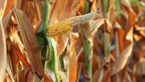 SUŠA UZELA DANAK: Smanjen prinos kukuruza za oko 20 odsto