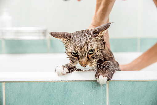ВЈЕЧИТА ЕНИГМА: Зашто мачке не воле воду?