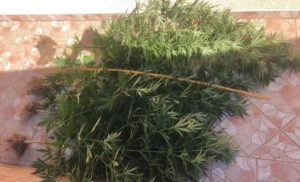 HAPŠENJE U SARAJEVU: Policija u pretresu pronašla marihuanu (FOTO)