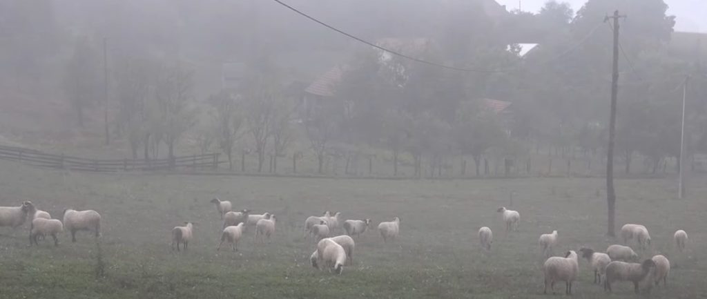 STANOVNIŠTVO UZNEMIRENO: Krađa ovaca stvara finansijske probleme mještanima u blizini Prijedora