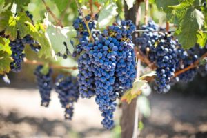 GROŽĐE RODILO KO NIKAD: Vinogradari zadovoljno trljaju ruke