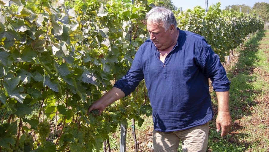 LJETNJA SUŠA POGODOVALA VINOGRADIMA: U trebinjskim vinogradima ove sezone ranije krenula berba grožđa (FOTO)