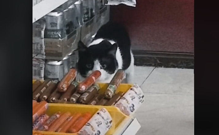 HIT NA DRUŠTVENIM MREŽAMA: Mačak se ušunjao u trgovinu i ukrao kobasicu (VIDEO)