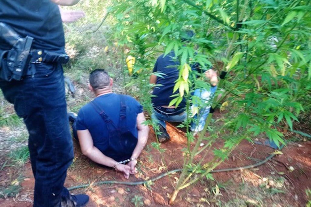 NASTAVAK AKCIJE „PLANTAŽA“ U graničnom pojasu kod Čapljine otkrivene 93 stabljike marihuane