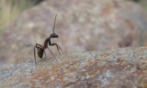 NAPRAVITE PRIRODNI INSEKTICID: Uz pomoć ovog začina zauvijek se riješite mrava iz kuće