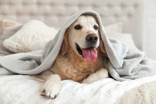 SJAJNI TRIKOVI ZA VLASNIKE KUĆNIH LJUBIMACA: Evo kako da očistite pseće dlake sa sofa i kauča