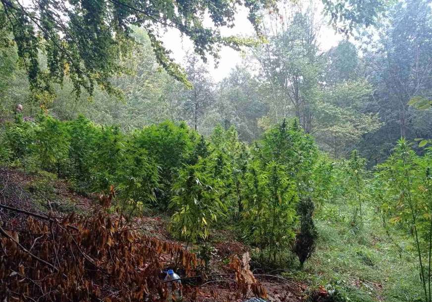ČETVORKA PALA POSLIJE BERBE: Otkrivena plantaža marihuane na planini