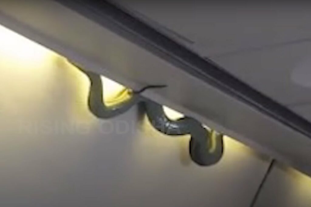 ZMIJA U AVIONU: Putnici vrištali i dizali noge (VIDEO)