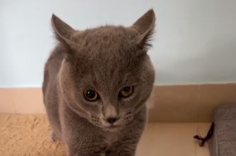 „КАД ИЗЛАЗИ АЛБУМ“ Власница објавила снимак мачке која пјева (ВИДЕО)