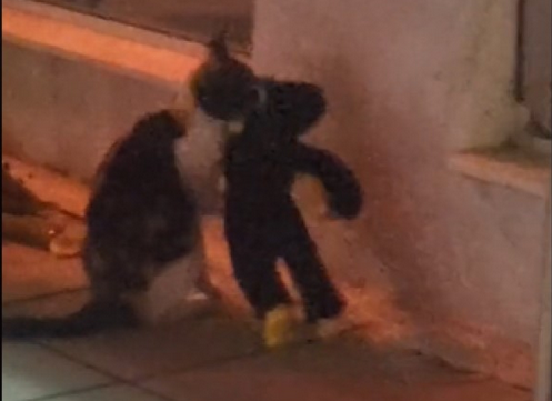 URENBESAN SNIMAK: Mačka krade igračke iz trgovine (VIDEO)