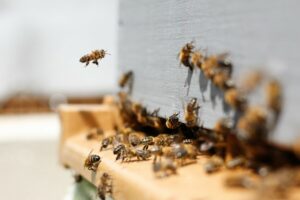 НЕВЈЕРОВАТНА СИТУАЦИЈА: Због просутог шећера на мјесту жељезничке несреће помор пчела у Мостару!