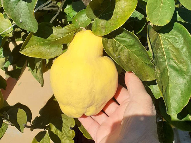 ДУЊА – ВИТАМИНСКА БОМБА: Ево шта све лијечи укусно јесење воће