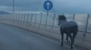 NESVAKIDAŠNJI UČESNIK U SAOBRAĆAJU: Konj na brzom putu kod Sarajeva (VIDEO)