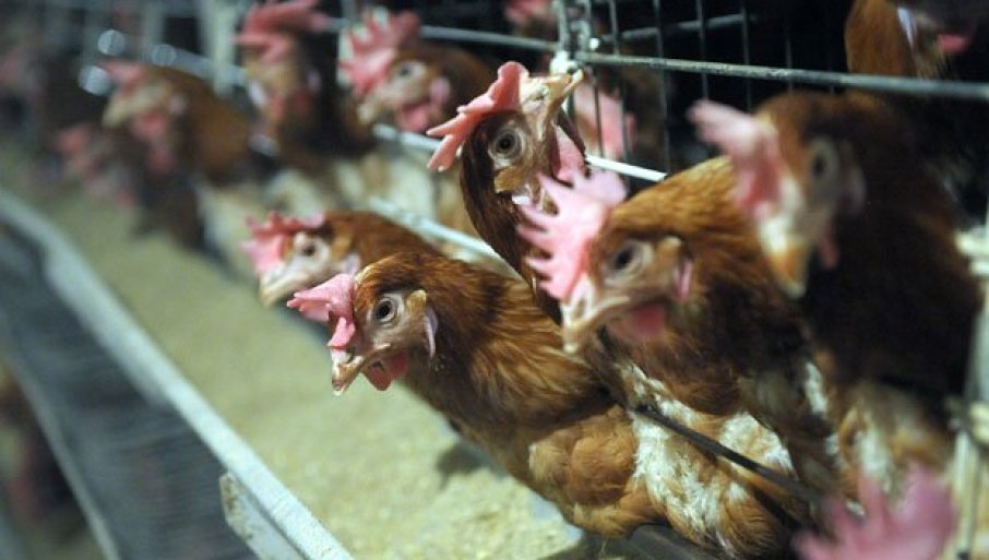 ZARAZA U JAPANU: Zbog ptičijeg gripa biće uništeno više od 500.000 pilića