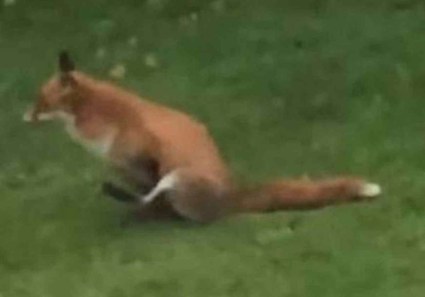 VIDEO JE OBORIO REKORD GLEDANOSTI: Zapazio je kako lisica ispred kuće radi nešto čudno, snimak ima 12 miliona pregleda (VIDEO)