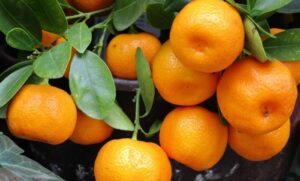 SPUŠTENA RAMPA ZA MANDARINE IZ HRVATSKE: U voću pronađen opasan pesticid
