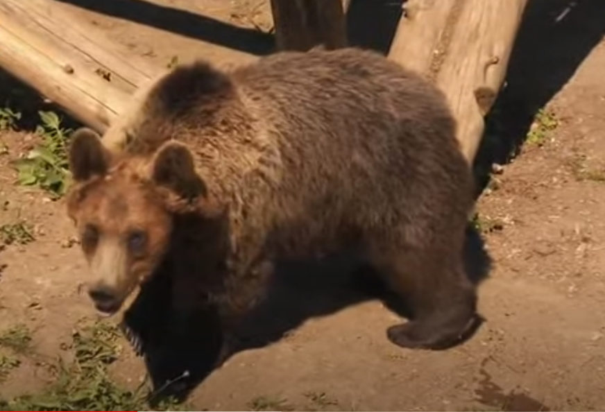 DOK OSTALE ŽIVOTINJE TRAŽE DOM, ON NE: Medvjed napravio 400 selfija (FOTO)