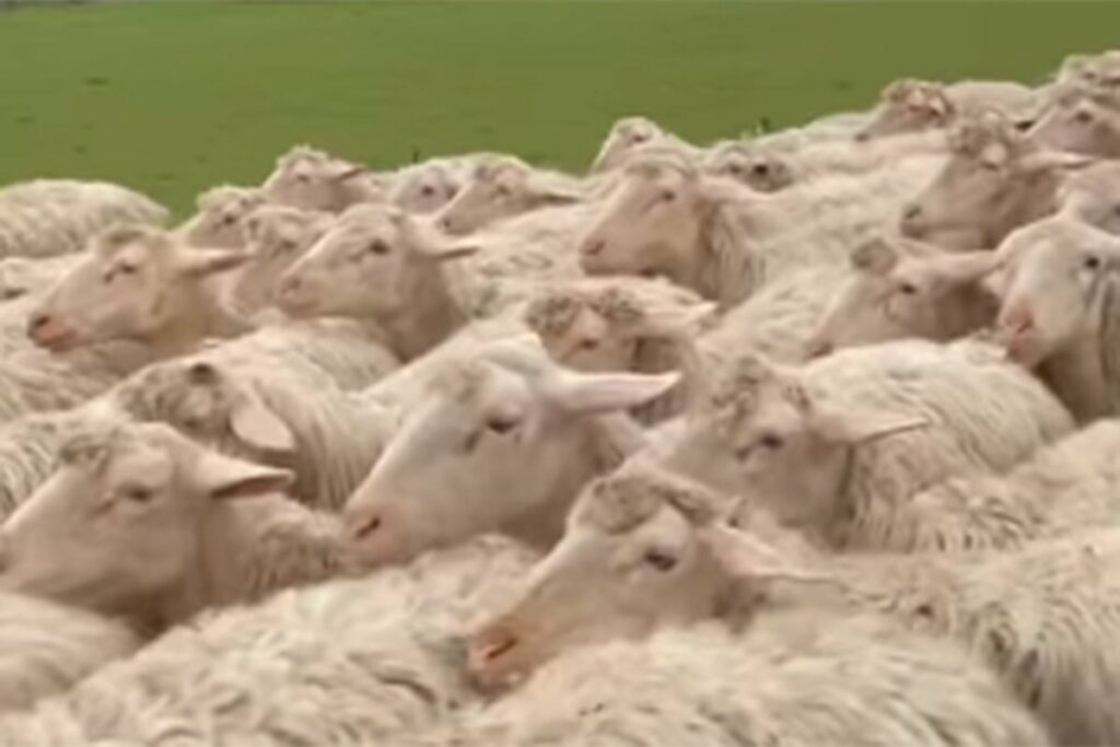 UOČITE ULJEZA: Farmer snimio životinju koja se savršeno stopila sa stadom ovaca (VIDEO)