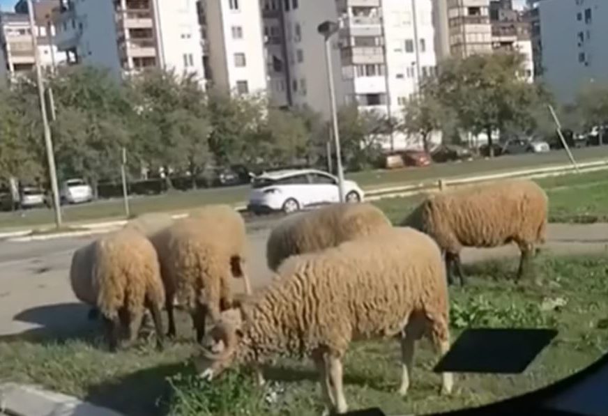 „BLEJA U BLOKU“: Stado ovaca pase travu između zgrada u Beogradu (VIDEO)
