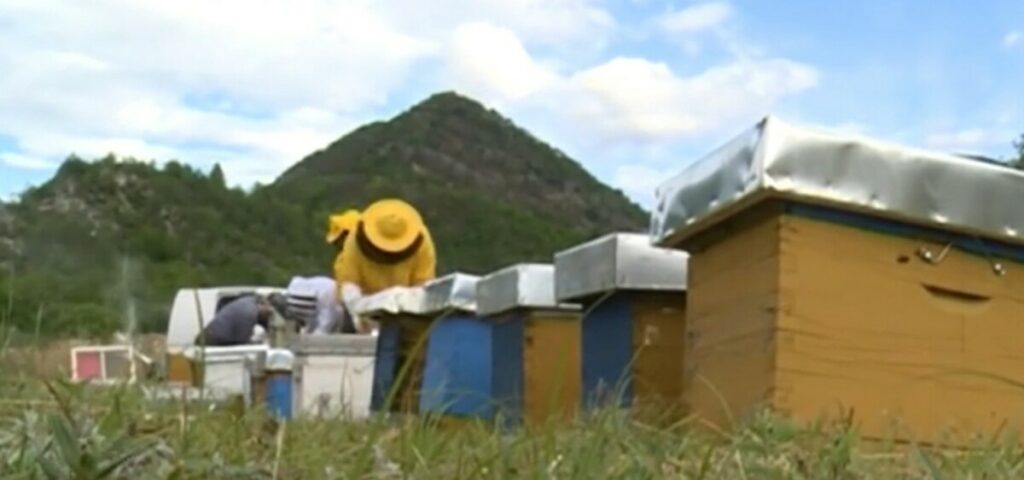 ODRŽANA PRVA MEĐUNARODNA KONFERENCIJA: Trebinje razvija urbano pčelarstvo