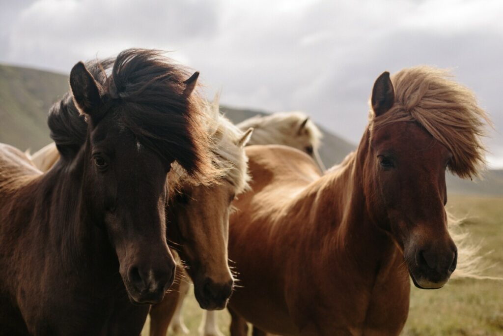 OMČA OKO VRATA GA SVE VIŠE STEŽE: Pokrenuta akcija spasavanja divljeg konja (FOTO)