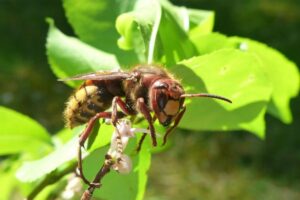 STRŠLJENOVI NA SVE STRANE: Ljekari objasnili šta trebate raditi ako vas ujede opasni insekt