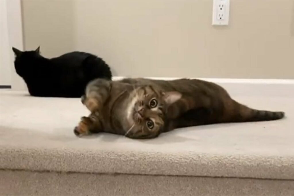 HIT NA DRUŠTVENIM MREŽAMA: Mačka nasmijala mnoge neobičnim načinom spuštanja niz stepenice