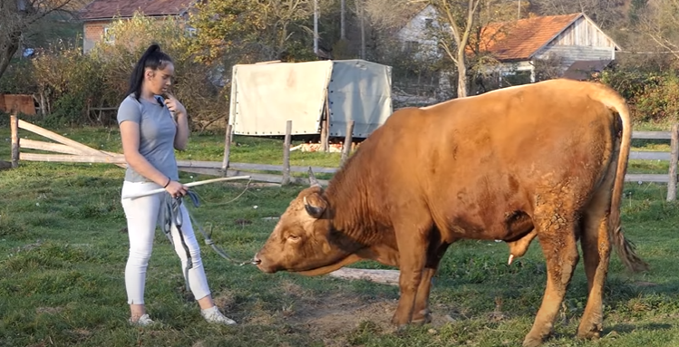 „OVO SE JEDNOSTAVNO VOLI“: Djevojka iz Bugojna je najmlađa vlasnica i trener bikova u BiH (VIDEO)