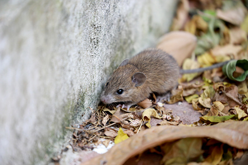 HANTAVIRUS NE PRIJETI BiH: Stručnjaci poručili da nema mejsta panici