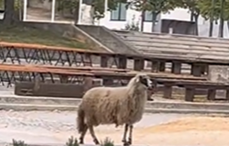 NESVAKIDAŠNJA SITUACIJA U HERCEGOVINI: Ovca prošetala ispred kafića (VIDEO)