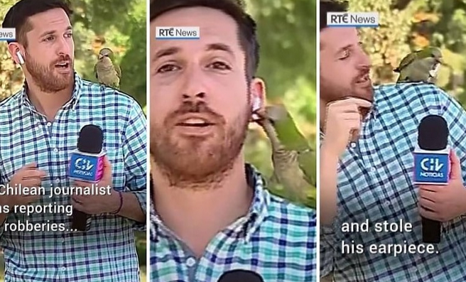 PERNATI LOPOV: Dok je izvještavao o krađama papagaj mu ukrao slušalicu (VIDEO)