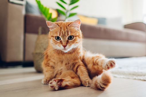 ОНА РАЗГОВАРА СА ВАМА! 3 начина да препознате говор тијела ваше мачке
