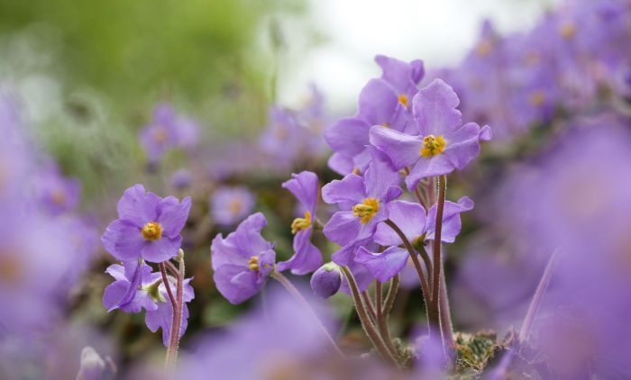 ŠTA JE NATALIJINA RAMONDA? Cvijet koji za današnji dan vezuje jaka simbolika