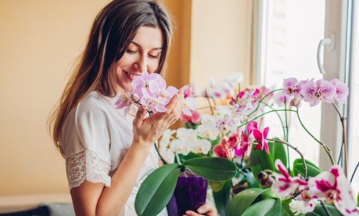 KORISTAN TRIK: Ovaj začin vam može pomoći da spasite orhideju koja je počela da vene