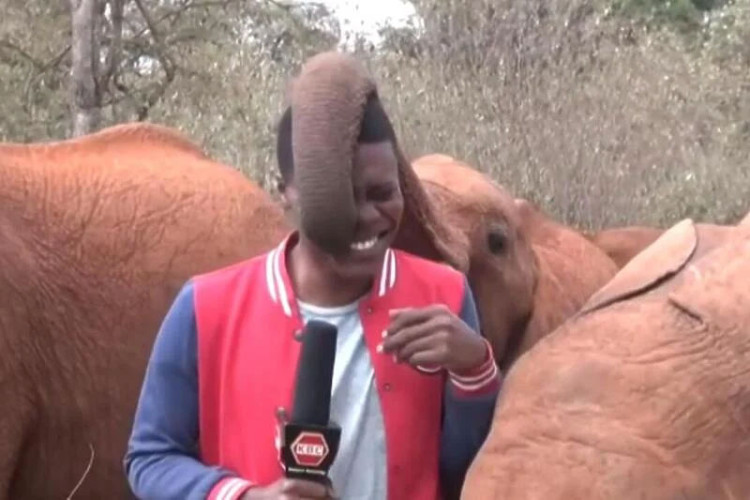 URENEBESAN SNIMAK: Slon ometao novinara tokom snimanja priloga u Keniji (VIDEO)