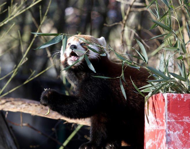 U PRAZNIČNOM DUHU: Životinje zoološkog vrta u Zagrebu dobile novogodišnje poklone (FOTO)