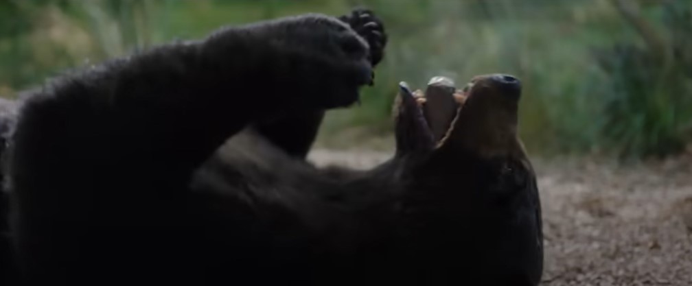 RAĐEN PO ISTINITOM DOGAĐAJU: Izašao trejler za film o medvjedu koji je progutao torbu sa kokainom (VIDEO)