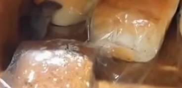 OVO IMA SAMO U BiH: Snimljen miš kako jede hljeb u trgovačkom marketu (VIDEO)
