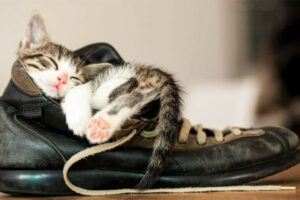 STRUČNJACI ODGONETNULI: Razlozi zašto mačke vole da leže na obući vlasnika