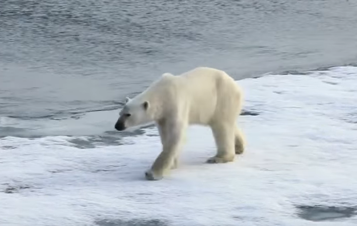 UŽAS NA ALJASCI: Polarni medvjed ubio ženu i dijete