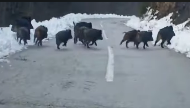 NESVAKIDAŠNJI PRIZORI: Krdo divljih svinja na putu Han Pijesak – Olovo (VIDEO)
