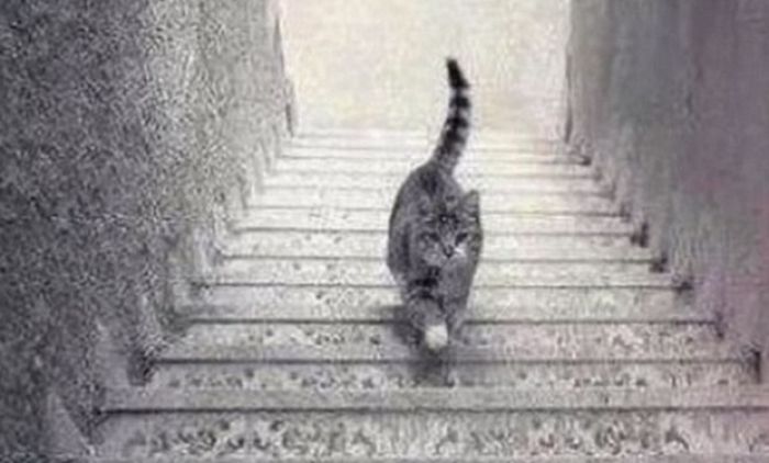 TEST LIČNOSTI: Da li se mačka penje ili silazi niz stepenice? Odgovor bi mogao da otkrije kakvi ste