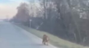 VOZAČI U ČUDU: Ovo niko nije očekivao na putu od Banjaluke ka Prijedoru (VIDEO)