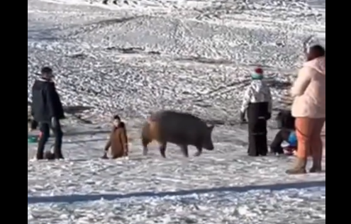 SMIJEŠNA SCENA NA SKIJALIŠTU: Svinja uletjela na stazu, pa počela zabava (VIDEO)