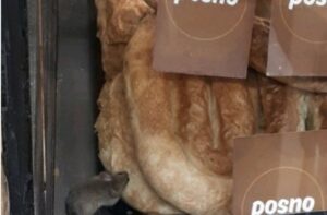 MIŠEVI SE GOSTILI PITAMA: Oglasio se banjalučki market nakon skandaloznih fotografija glodara u vitrini sa hranom