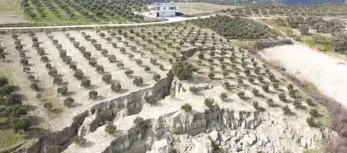 APOKALIPTIČNI PRIZORI IZ TURSKE: Zemljotres “prepolovio” maslinjak (VIDEO)