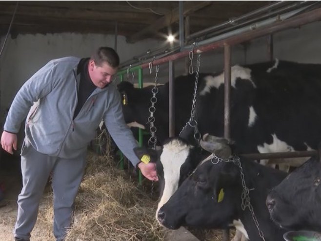 „SREĆA JE PUNA ŠTALA KRAVA“: Stefan najmlađi farmer u Derventi